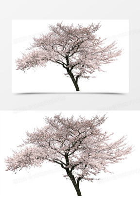 立体樱花树免抠装饰