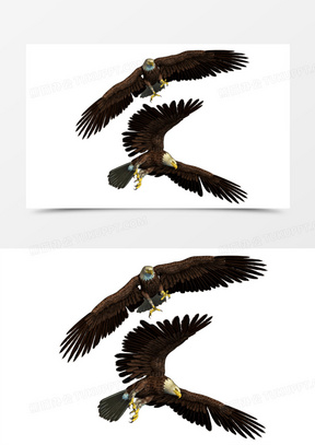 老鹰飞翔图片素材