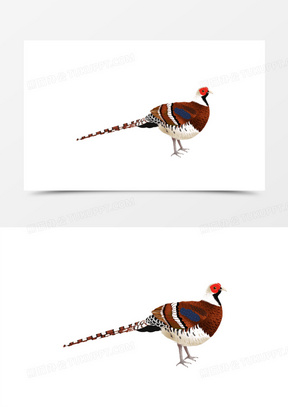 卡通手绘野生动物白腹锦鸡免抠素材