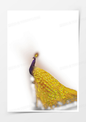 金色孔雀图片素材