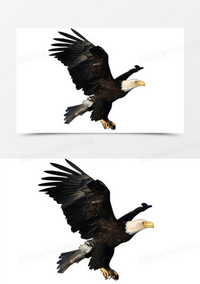 飞鹰图片素材