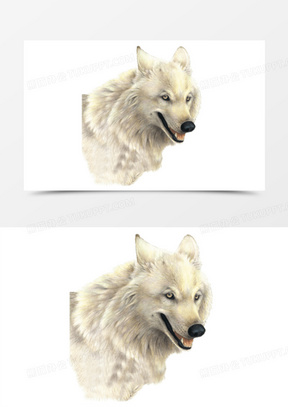 雪狼素材 雪狼图片 雪狼免费模板下载 熊猫办公