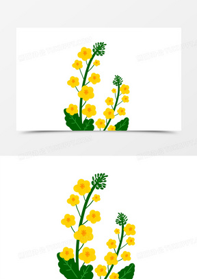 油菜花田图片素材