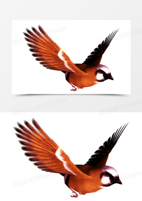 飞翔的小鸟图片素材