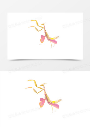 卡通手绘兰花螳螂素材