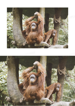 动物毛图片素材