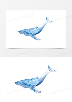 鲸鱼图片素材