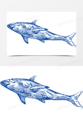 手绘鲸鱼图片素材