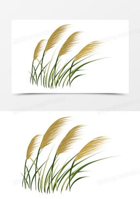 白洋淀芦苇荡图片高清