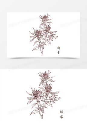 手绘中草药白术线描元素