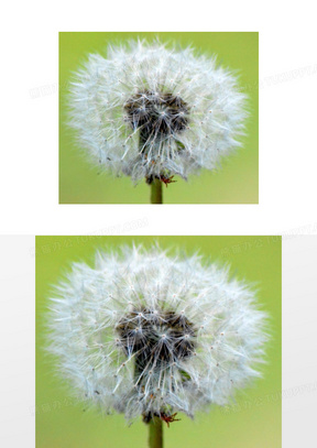 蒲公英植物图片