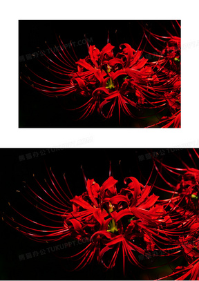 血色彼岸花图片