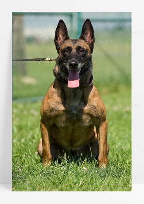 军犬马犬图片