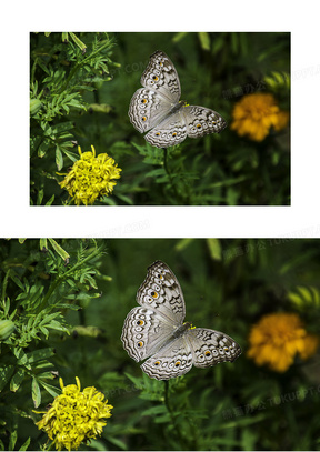 黑白斑纹蝴蝶图片