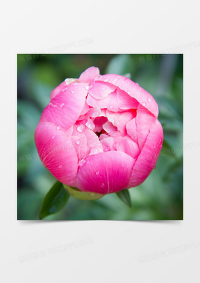 含苞待放的牡丹花图片