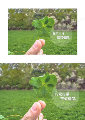 幸运草图片素材