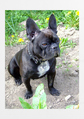 可爱黑色斗牛犬图片00蠢萌斗牛犬图片00德国斗牛犬图片00英国斗牛犬