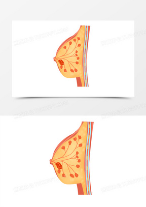 正常人的乳腺图片高清