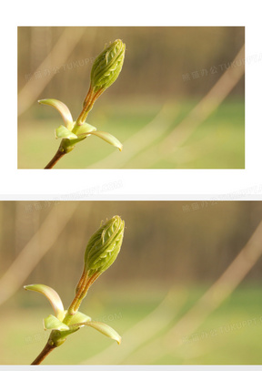 春天發芽素材_春天發芽圖片_春天發芽素材圖片下載_熊貓辦公