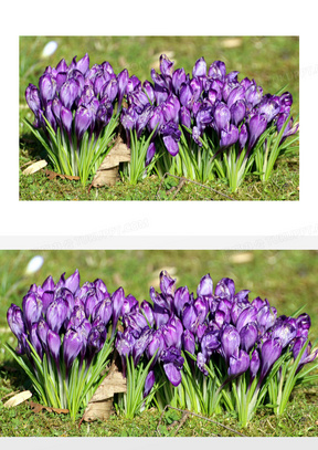 藏红花图片素材