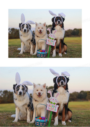 雪橇三傻合照图片