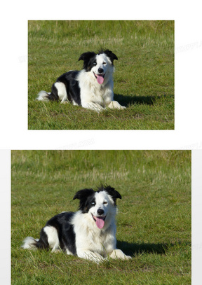 黑白边境牧羊犬图片