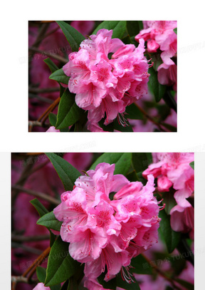 粉红色映山红图片