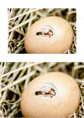 小鸡孵化破壳图片