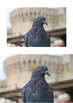 信鸽素材_信鸽图片_信鸽素材图片下载_熊猫办公