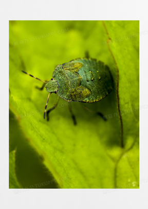 绿色甲壳昆虫图片