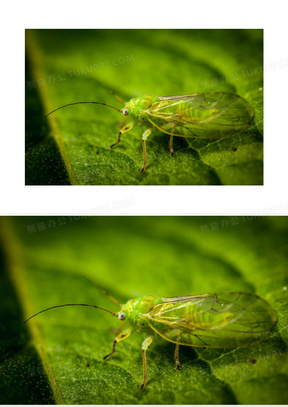 绿色虫子会飞翅膀绿色图片