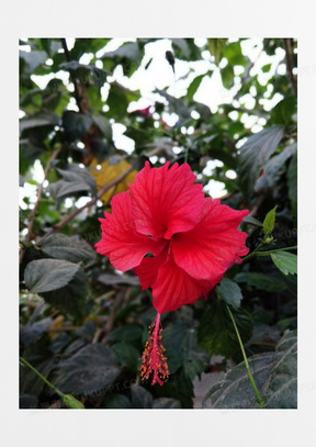 红色木槿花高清摄影图片