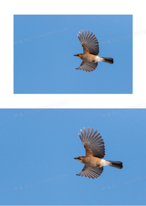 鸟儿飞图片素材