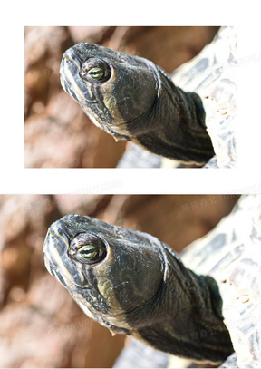 乌龟头伸长脖子图片