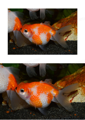 小金鱼素材 小金鱼图片 小金鱼素材图片下载 熊猫办公