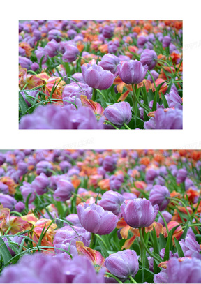 紫色郁金香花海摄影图片
