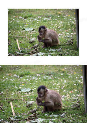 小猴子图片素材