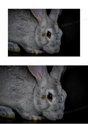 家养灰色兔子图片