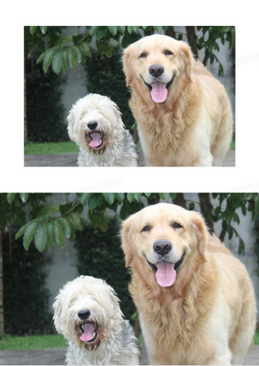 可爱大狗小狗图片