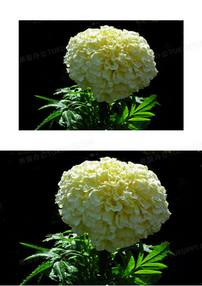 春天白色万寿菊图片