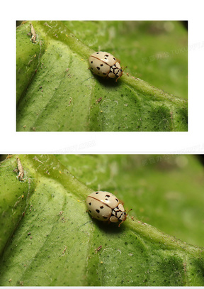白色斑点瓢虫图片