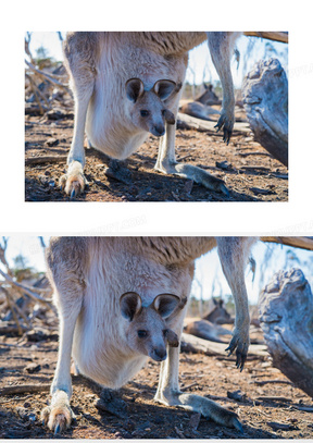 刚出生小袋鼠图片