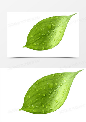 绿叶水滴图片
