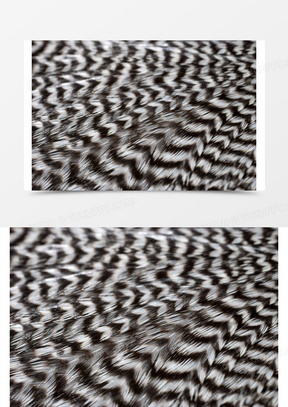 黑白羽毛图片素材