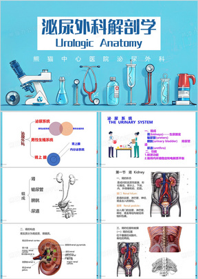 蓝色简约风泌尿外科解剖学PPT模板