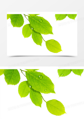 春天绿叶水滴清新