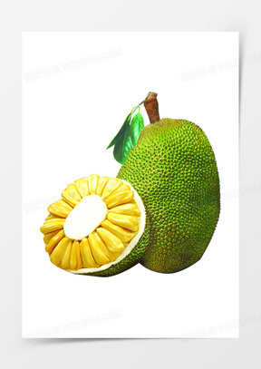 菠萝蜜图片素材