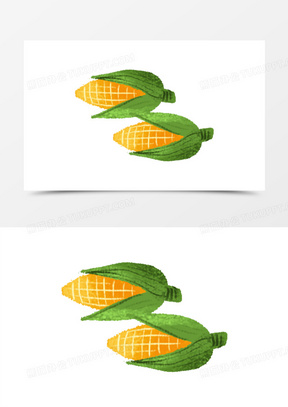 田野里成熟玉米图片高清