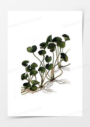 00积雪草盆栽30积雪草素材70手绘积雪草410积雪草实物1011积雪草盆栽