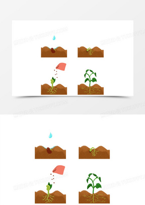 种子发芽过程图片素材